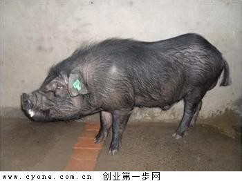 青峪猪(巴山土猪)