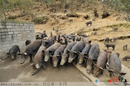 野猪养殖